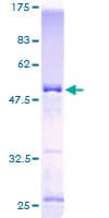 Human KCNIP4 / KCHIP4 Protein (Recombinant GST)