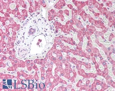 IHC-plus™ PARG Antibody