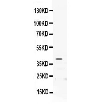 PON2 Antibody (aa241-273)