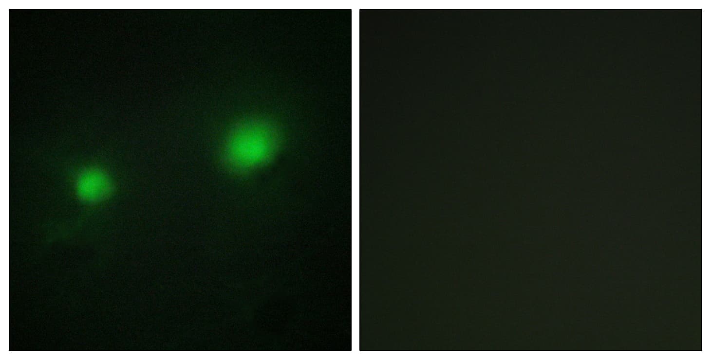 Polyclonal Rabbit anti-Human MYST2 / HBO1 Antibody (aa131-180, IF, WB)