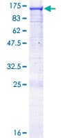 Human GAPIII / RASA3 Protein (Recombinant GST)