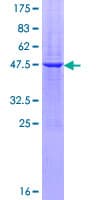 Human PAEP / Glycodelin / GdF Protein (Recombinant GST)