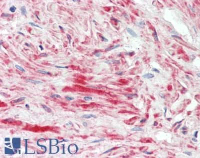 IHC-plus™ ATG10 Antibody