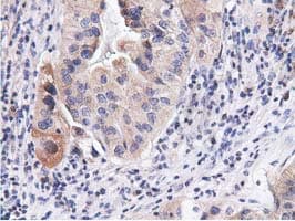 CBWD1 Antibody (clone OTI3A11, Carrier-free)