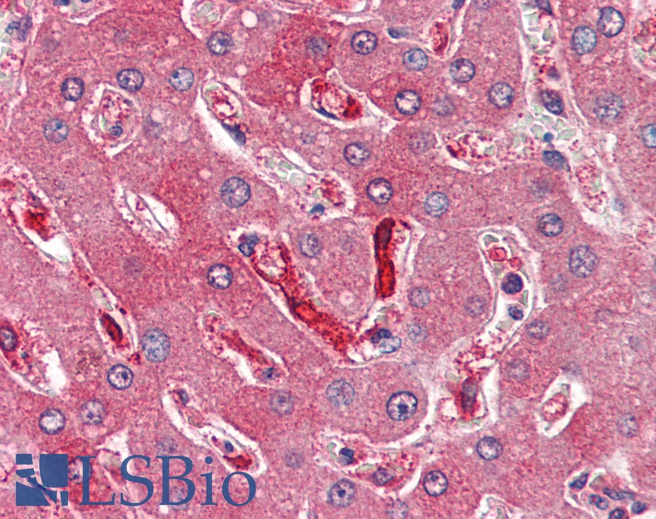 IHC-plus™ Polyclonal Goat anti-Human FTH1 / Ferritin Heavy Chain Antibody (aa221-232, IHC, WB)