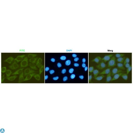 Monoclonal Mouse anti-Human GSK3B / GSK3 Beta Antibody (WB)