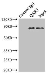 GLNRS / QARS Antibody (aa1-250)