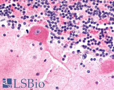 PathPlus™ FZD9 / Frizzled 9 Antibody (N-Terminus)