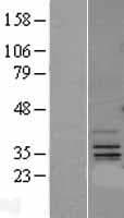 GBAS Protein (Over-Expression Lysate Myc-DDK (Flag))