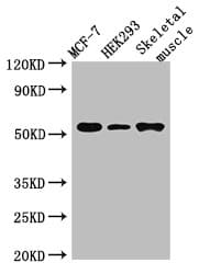 Polyclonal Rabbit anti-Human RMND1 Antibody (IHC, IF, WB)