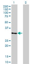 ZNF397 Antibody (clone 1F8)