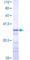 Human WSB2 Protein (Recombinant GST, N-terminus)