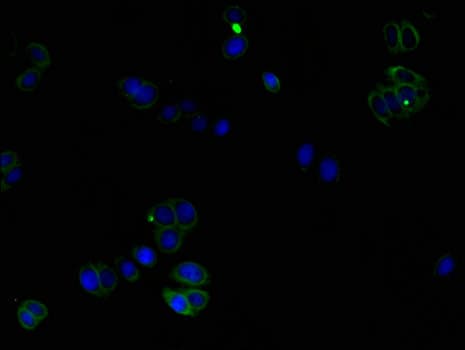 Polyclonal Rabbit anti-Human CORO1C Antibody (IF, WB)