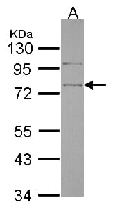 SRPX Antibody (aa231-464)