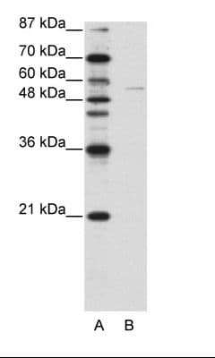 GRHL3 Antibody (aa431-480)