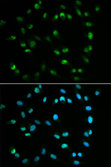 XRCC4 Antibody