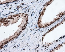 FAHD2A Antibody (clone OTI9B5, Carrier-free)