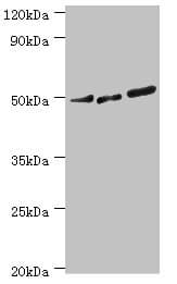 Polyclonal Rabbit anti-Human PTP1B Antibody (aa281-435, WB)