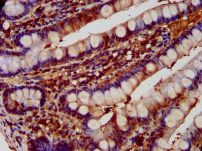 DNPEP Antibody