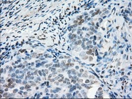 PRKY Antibody (clone OTI3E10, Carrier-free)