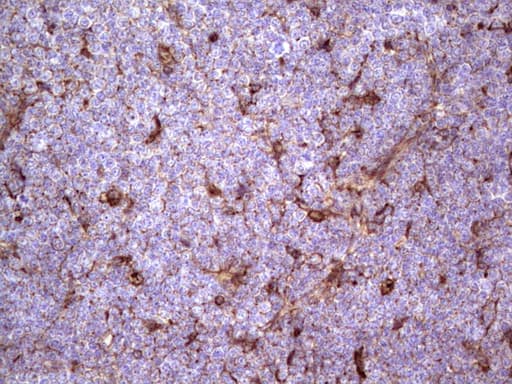 Monoclonal Mouse anti-Human APOE / Apolipoprotein E Antibody (clone OTI3F1, Carrier-free, IHC, WB)