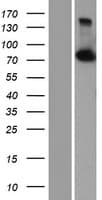 CPSF3 / CPSF Protein (Over-Expression Lysate Myc-DDK (Flag))