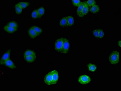 IL4 Antibody