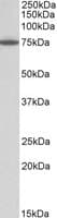 Polyclonal Goat anti-Human PAPD5 Antibody (aa79-90, WB)