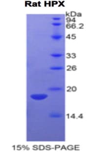 Rat HPX / Hemopexin Protein (Recombinant His)