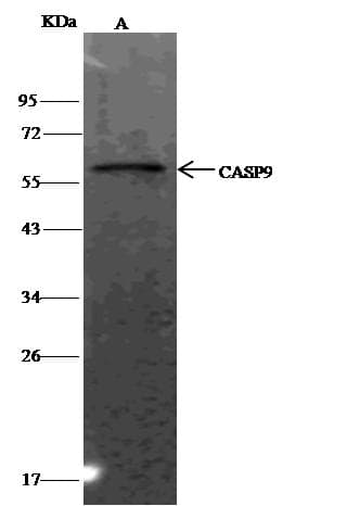 CASP9 / Caspase 9 Antibody (Preservative Free)