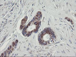 Monoclonal Mouse anti-Human C1orf151 Antibody (clone 4H7, Carrier-free, IHC, WB)