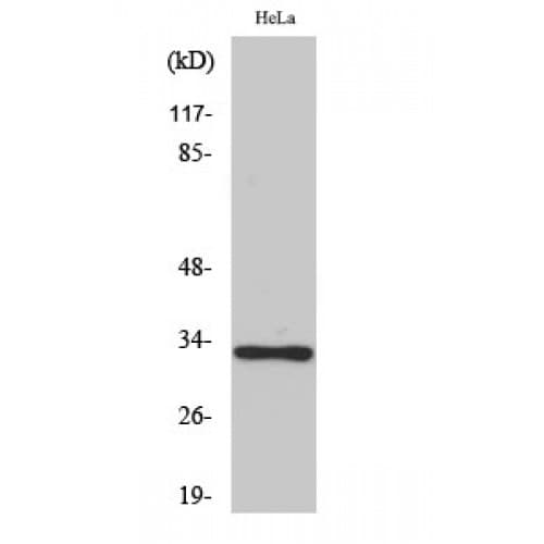 OR10AD1 Antibody (110-190 aa, Internal)
