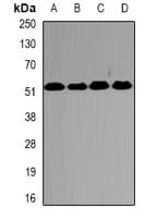 PSMC2 / RPT1 Antibody