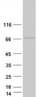 Human LMNB1 / Lamin B1 Protein (Recombinant Myc-DDK (Flag))