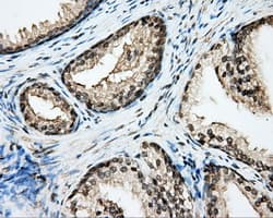 CYP1A2 Antibody (clone OTI1H3)