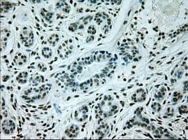 GAD1 / GAD67 Antibody (clone OTI5D8)