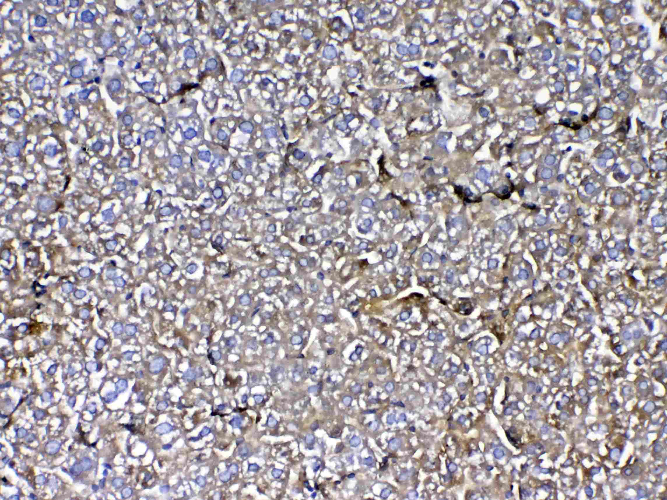 Polyclonal Rabbit anti-Rat MBL2 / Mannose Binding Protein Antibody (IHC, WB)
