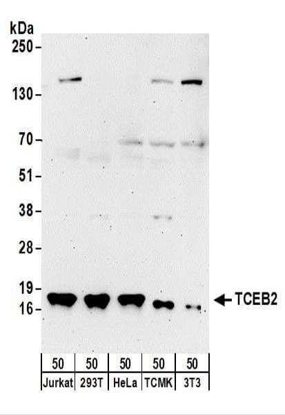 TCEB2 / Elongin B Antibody (aa68-118)