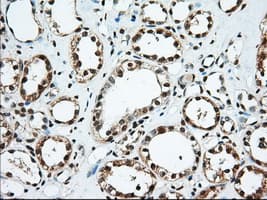 EIF2S1 Antibody (clone OTI5D10)