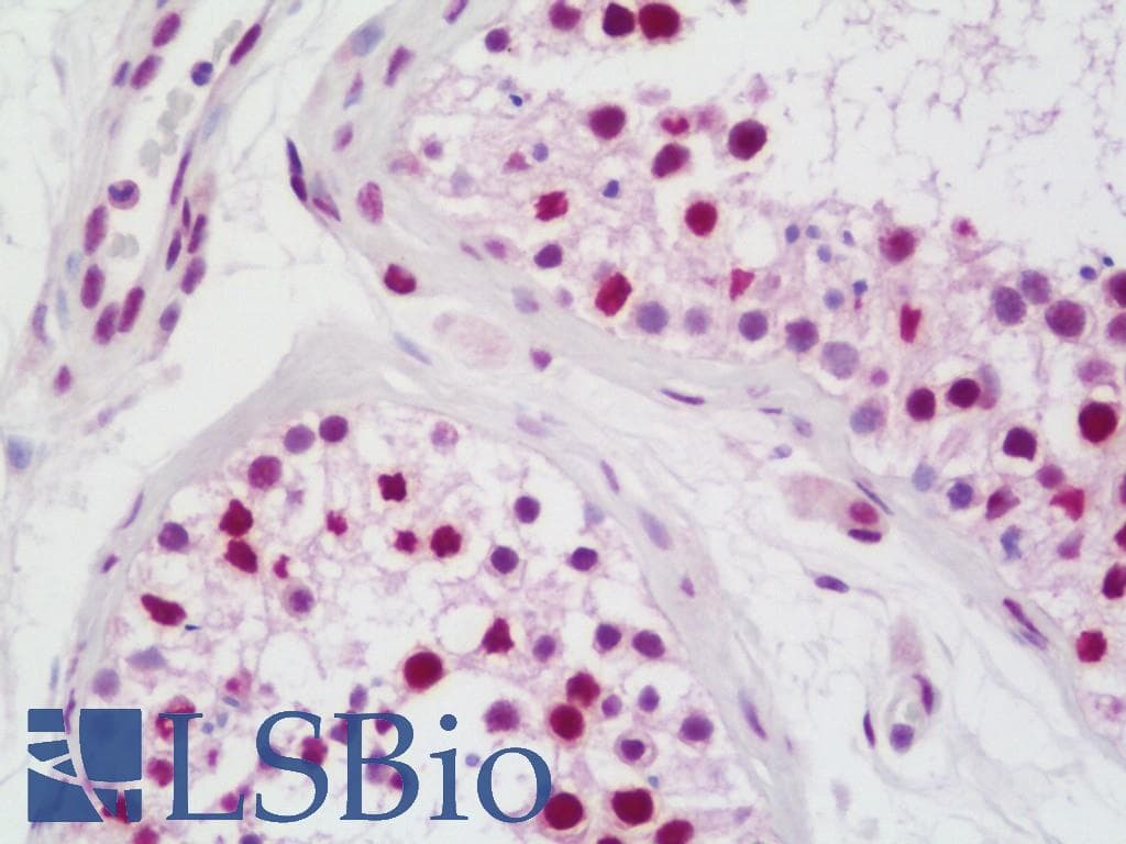 IHC-plus™ TERF2IP / RAP1 Antibody
