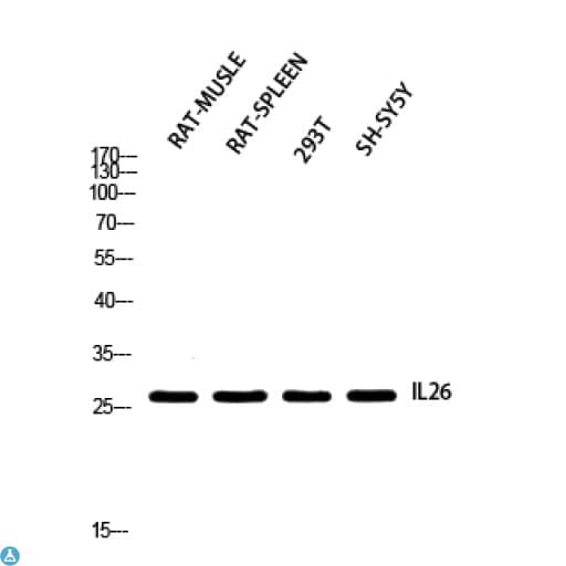 IL26 Antibody