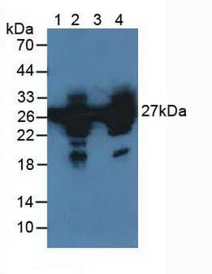 HSPB1 / HSP27 Antibody (aa1-201, Cy3)