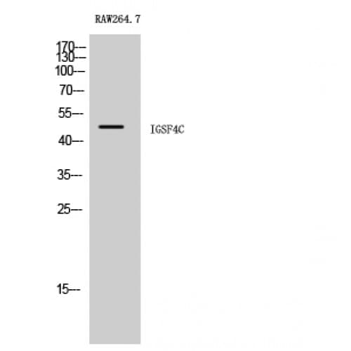 Polyclonal Rabbit anti-Human IGSF4C / CADM4 Antibody (320-400 aa, C-terminal, IHC, IF, WB)