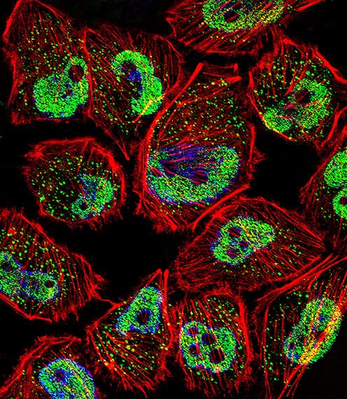 IHC-plus™ KLF5 / BTEB2 Antibody (aa341-370)