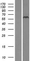 ZNF689 Protein (Over-Expression Lysate Myc-DDK (Flag))