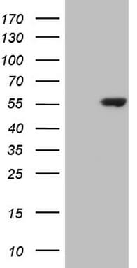 CDKL2 Antibody (aa291-493, clone OTI10H3)