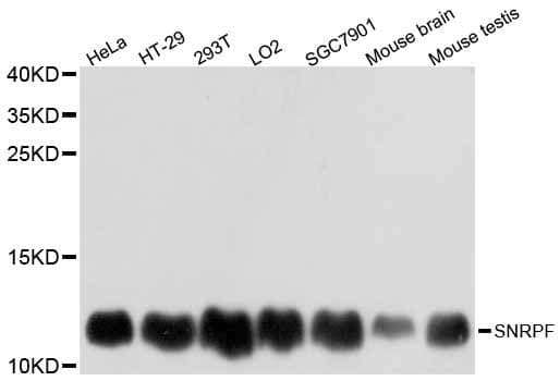 SNRPF Antibody