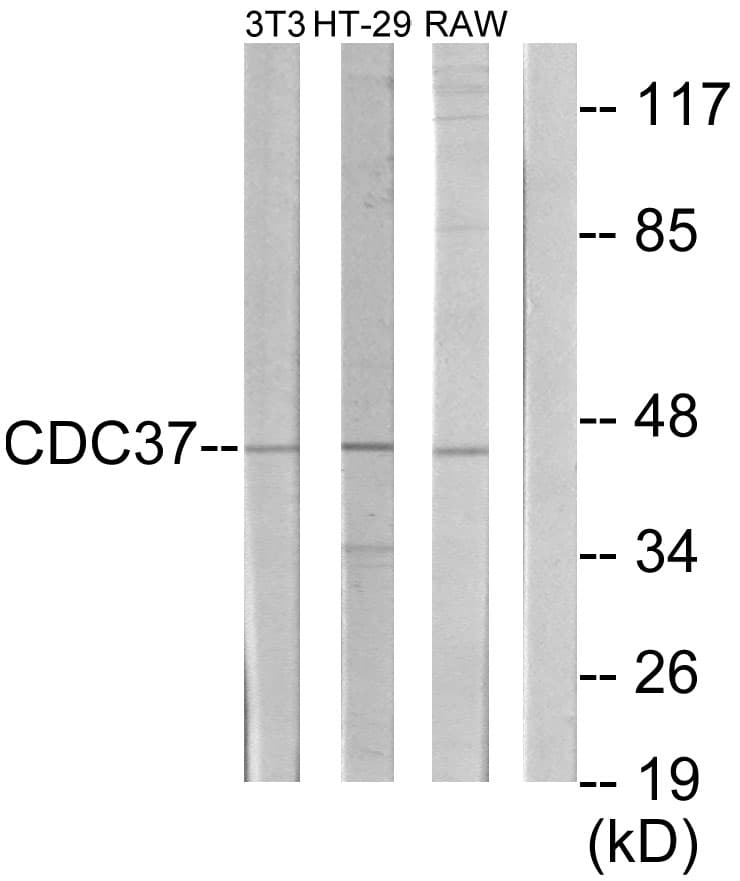 CDC37 Antibody (aa231-280)