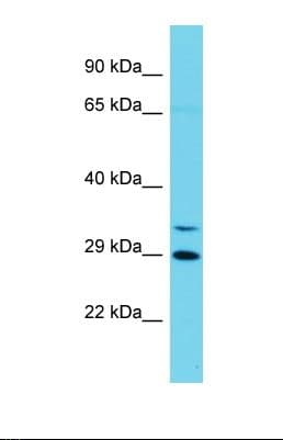 CCNYL1 Antibody (aa51-99)