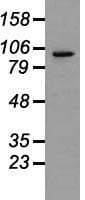 Prominin 2 / PROM2 Antibody (clone OTI3D12)